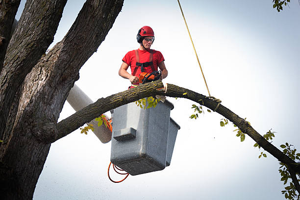 Best Utility Line Clearance  in Crested Butte, CO