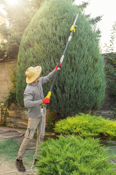 Best Lawn Dethatching Services  in Crested Butte, CO